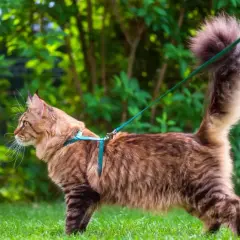 Un majestueux chat Maine Coon, en laisse, explore l'herbe verte et les buissons luxuriants.