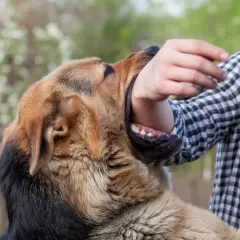 Un chien semble faire une morsure de chien sur le bras d'une personne portant une chemise à carreaux.