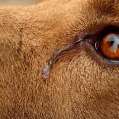 Gros plan sur l'œil d'un chien qui pleure, une larme coulant sur sa fourrure brune.