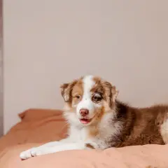 Berger australien sur un lit, l'air curieux. Il est encore jeune, mais on se demande à quel âge un berger australien se calme.