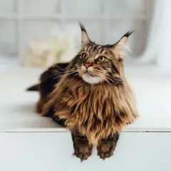Magnifique Maine Coon au pelage brun tigré, assis sur une surface blanche. Il attend sa nourriture avec impatience.
