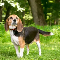 Beagle adulte caractère : ce chien tricolore, au regard curieux, se tient fièrement dans l'herbe verte, prêt pour une nouvelle aventure.
