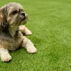 Un petit chien à poils longs se repose sur une herbe à chien d'un vert éclatant.