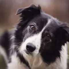 Un adorable Border Collie, le meilleur chien de compagnie, regarde avec ses grands yeux expressifs.