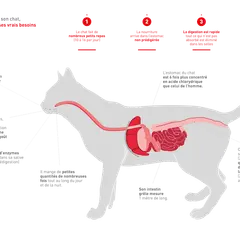 Anatomie du chat : son système digestif est adapté à de petits repas fréquents. La digestion est rapide, avec un estomac très acide. Le temps de digestion dans le gros intestin est d'au moins 20 heures.