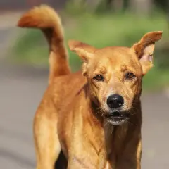 Un chien au pelage roux, au regard vif, se tient prêt. Ce fidèle berger créole veille sur son territoire.