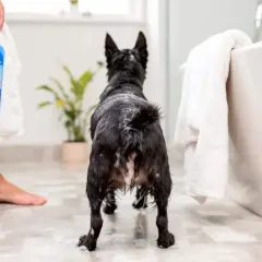 Un chien noir mouillé attend près de la baignoire, prêt pour son bain. La fréquence de lavage du chien est importante pour son hygiène.