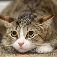 Gros plan sur un chat tigré aux grands yeux jaunes, le museau rose et les oreilles dressées. Il semble chercher un anti douleur chat.