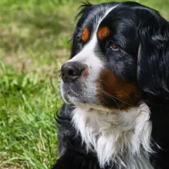 Gros chien de race Bouvier Bernois, au pelage noir, blanc et brun, regardant au loin dans l'herbe.