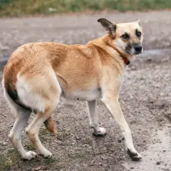 Un chien timide, queue entre les jambes, regarde une main tendue.