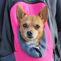 Un petit chien brun est confortablement installé dans un sac à dos rose vif, prêt pour une aventure. Une belle illustration de comment porter un chien en toute sécurité.