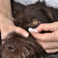 Nettoyage doux des yeux d'un chien avec une compresse. Une recette maison pour nettoyer les yeux de votre chien peut être utile.
