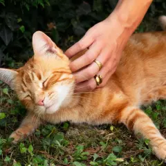 Main douce caressant un chat roux endormi. Une idée pour comment hydrater un chat qui refuse de boire : lui proposer des aliments humides.