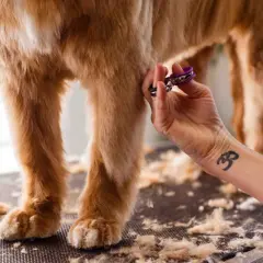 Une main coupe les poils d'un chien, peut-être pour aider à la guérison d'un hot spot. Le temps de guérison est essentiel pour le bien-être de l'animal.