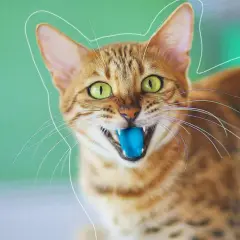 Un chat tigré aux yeux verts écarquillés, avec une langue bleue sortie, semble prêt à jouer.