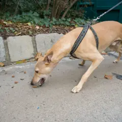 Chien au harnais reniflant le sol, peut-être des restes de nourriture. Attention aux empoisonnement chien symptômes, surveillez votre animal.