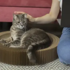 Un chat tigré se repose dans son panier en carton pendant que sa maîtresse, assise à côté, travaille sur son ordinateur. Elle lui caresse la tête, un moment de complicité avant de partir en voyage et de devoir faire garder son chat.