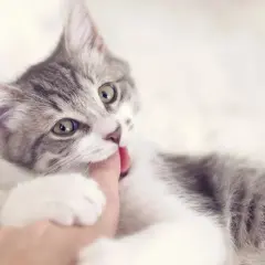 Un adorable chaton gris et blanc, avec de grands yeux verts, mordille gentiment un doigt.
