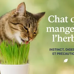 Un chat tigré mange de l'herbe fraîchement coupée. Découvrez pourquoi les chats mangent de l'herbe : instinct, digestion et précautions.