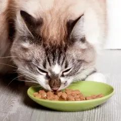 Un chat sans dents savoure sa pâtée dans une gamelle verte.
