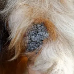 Gros plan sur une croûte sur la peau d'un chien, entourée de poils clairs et foncés. Il faut nettoyer cette croûte de chien.