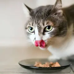 Un chat tigré et blanc lèche sa nourriture dans une assiette. C'est un aliment sans iode pour chat, parfait pour sa santé.