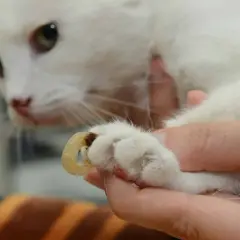 Gros plan sur une patte de chat blanc où une griffe incarnée, visiblement gênante, est examinée par une main humaine.