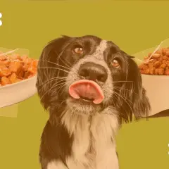 Un chien lèche ses babines devant des bols de croquettes et de pâtée. La question : peut-on mélanger croquettes et pâtée pour chien ?