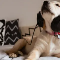Un chiot golden retriever écoute de la musique pour chien qui aboie, détendu sur un lit avec des coussins graphiques.