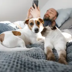 Un homme utilise son téléphone, allongé dans un lit avec son chien et son chat. Un moment paisible pour dormir avec son chat et son compagnon canin.