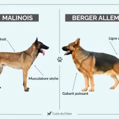 Comparaison entre un Malinois au dos droit et musclé, et un Berger Allemand au gabarit puissant et au dos incliné.