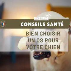 Un chiot heureux mâchouille un os, profitant d'un moment de plaisir. Conseils santé pour bien choisir un os à mâcher pour votre chien.