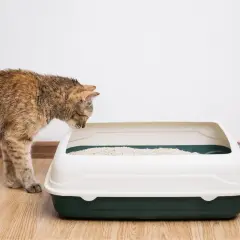 Un chat tigré renifle une litière propre. La taille de la litière chat est parfaite pour lui.