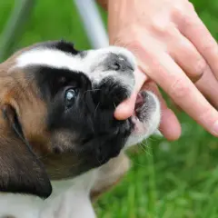 Un chiot boxer mordille la main d'une personne qui marche dans l'herbe. Ses petites dents s'enfoncent dans la peau.