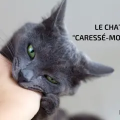 Un chat gris aux yeux verts mordille une main. Apprenez comment caresser un chat pour éviter ce comportement.