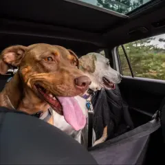 Deux chiens, dont un chien stressé en voiture, regardent par la fenêtre. L'un est brun avec la langue pendante, l'autre est blanc et porte un manteau noir.