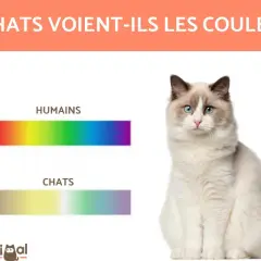 Les chats voient-ils les couleurs ? Comparaison des spectres de couleurs humains et félins. Un chat Ragdoll est assis à droite.