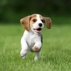 Un adorable petit chien race beagle court joyeusement sur l'herbe verte, les oreilles au vent.