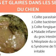 Gros plan sur des selles de chien molles, avec du sang et des glaires, suggérant diverses affections intestinales.