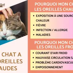 Un chat aux oreilles rouges est caressé. L'image explique pourquoi les oreilles d'un chat peuvent être chaudes ou froides.