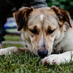 Mon chien mange de l'herbe, couché sur la pelouse. Un enfant est près de lui.