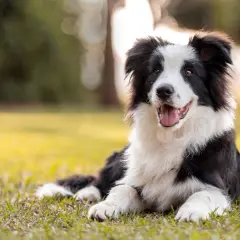 Un adorable border collie au poil noir et blanc, couché sur l'herbe verte, la langue pendante et l'air joyeux.