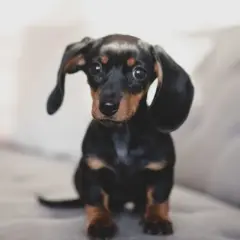Adorable chiot teckel, un exemple de liste race de chien petit, avec ses longues oreilles tombantes et son regard attendrissant.