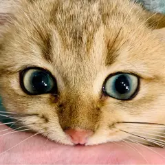 Un chaton aux grands yeux bleus mordille doucement une main. Pas besoin de savoir comment punir un chat qui attaque quand il est si mignon !