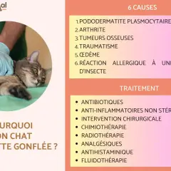 Un vétérinaire panse la patte d'un chat, peut-être suite à une entorse. L'image liste les causes et traitements pour une patte gonflée chez le chat.