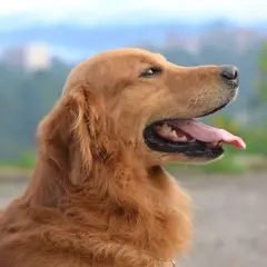 Un golden retriever au pelage doré, langue pendante, semble réfléchir à quel chien est fait pour moi.