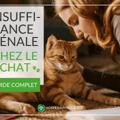 Une femme caresse un chat roux, le texte indique "Insuffisance rénale chez le chat".