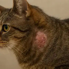 Un chat tigré présente une lésion cutanée rouge et irritée sur le flanc, possiblement due à une teigne menton chat.