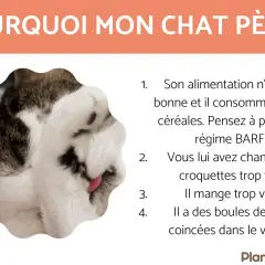 Un chat tigré et blanc, le nez replié, semble se lécher. Le texte explique pourquoi un chat pète, suggérant des causes comme l'alimentation ou les boules de poils.