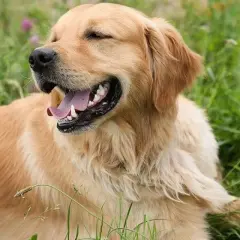 Un golden retriever heureux, le voile du palais visible, se repose dans l'herbe verte.